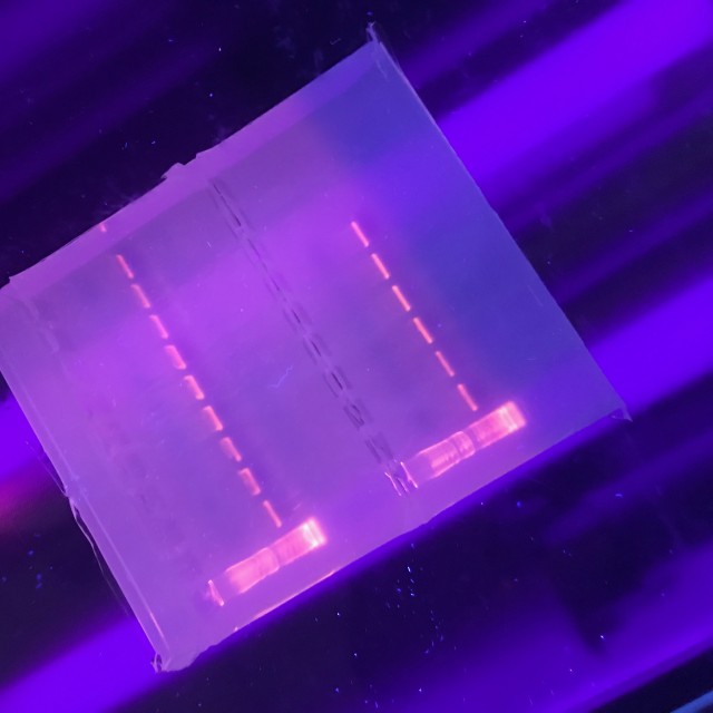 UV lit agarose gel fo DNA samples and ladder
