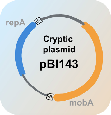 Cryptic plasmid figure