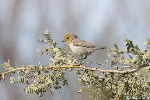 A songbird's “whistle” calls UChicago researchers to the desert
