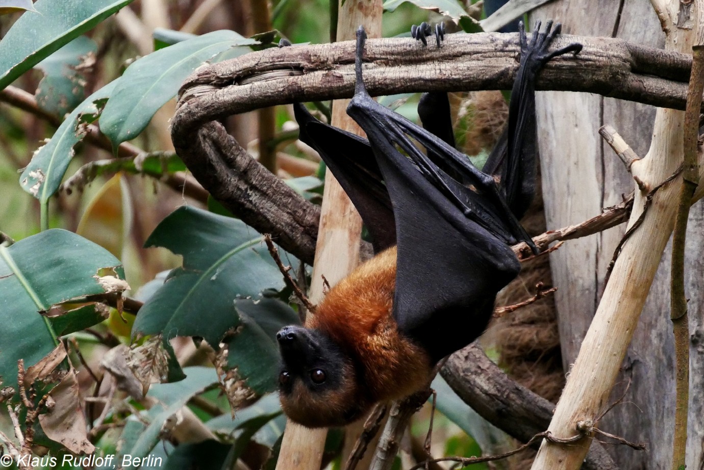 Presta atención a Conexión barbilla Conservation biologist wants to spare bats the bad rap | Biological  Sciences Division | The University of Chicago