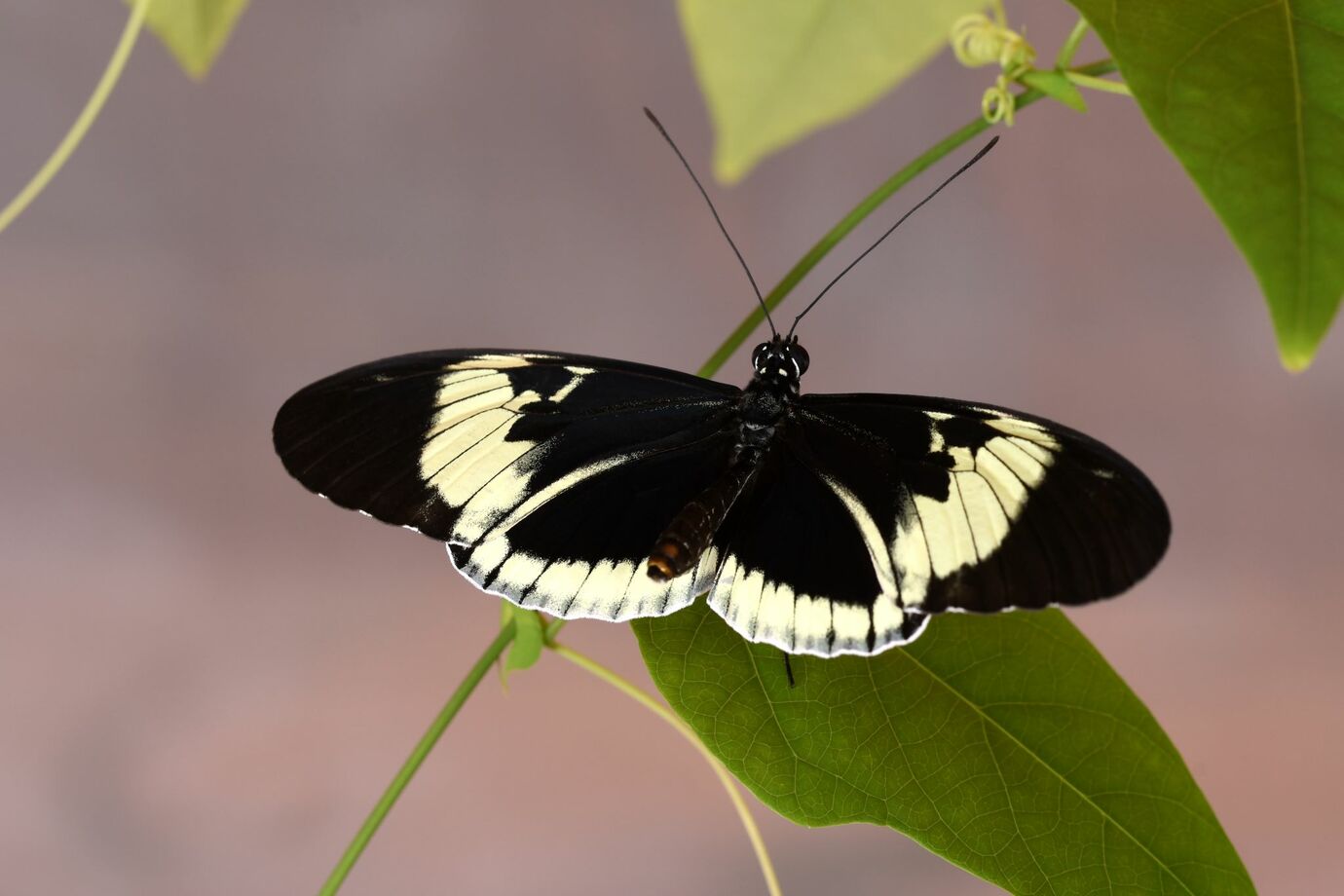 Butterfly romance is written in their genes | Biological Sciences
