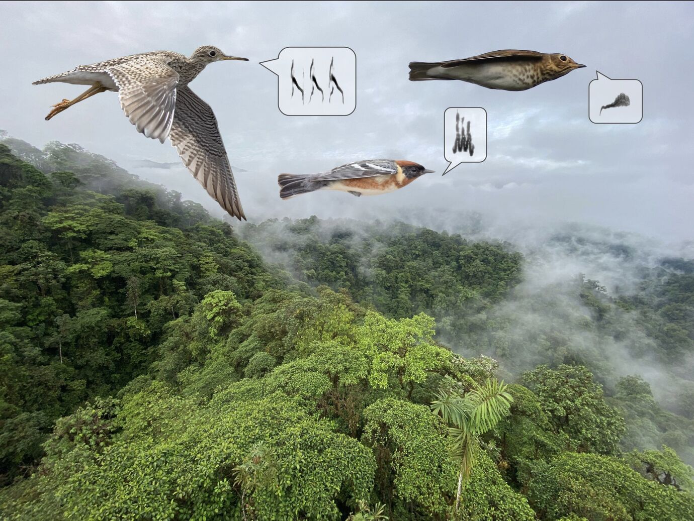 What Type of Behavior is a Bird Migratory: Fascinating Insights