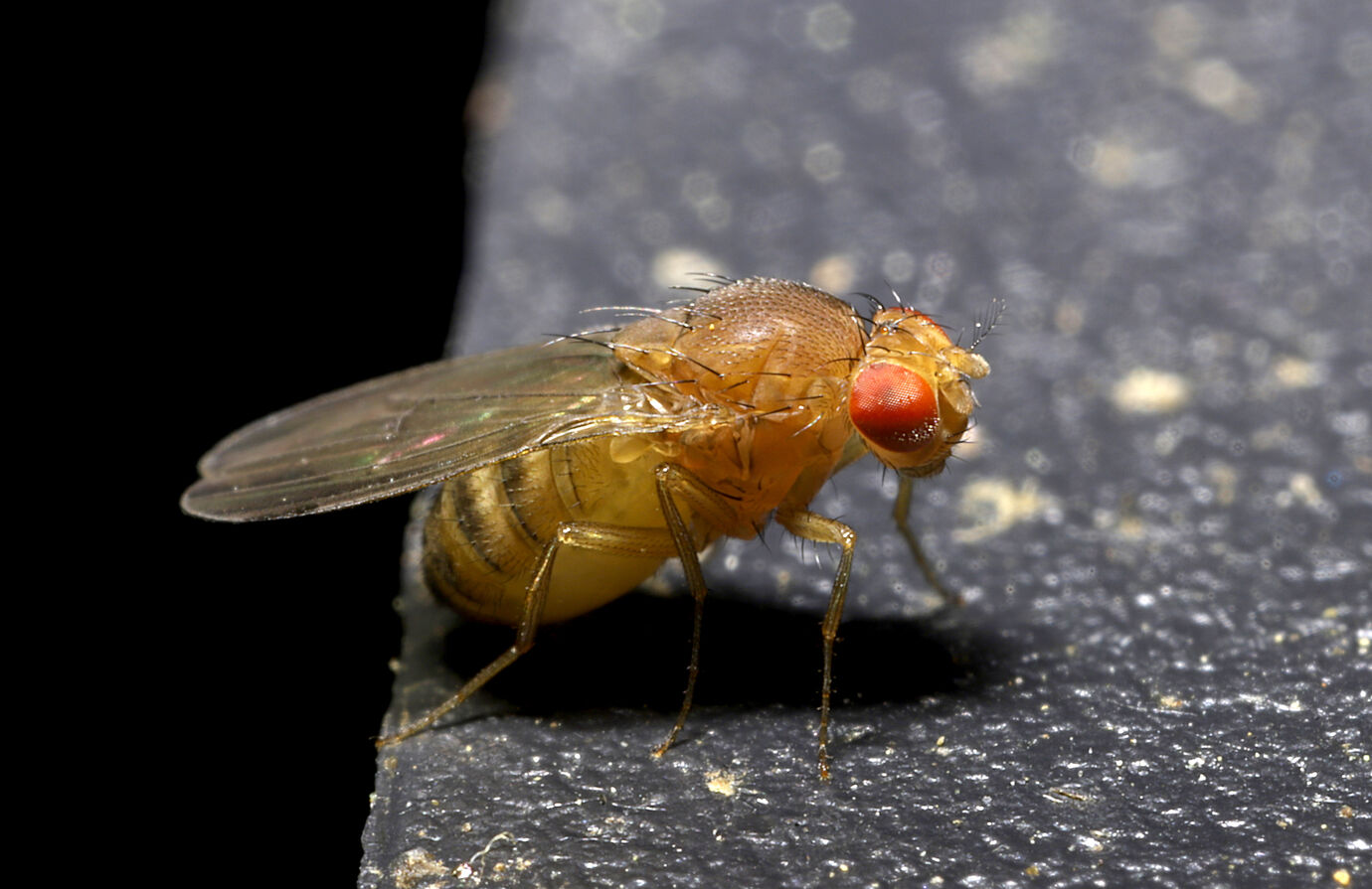 The Fruit Fly Drosophila Melanogaster Is Extensively Used To Study Genetics