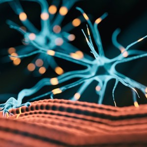 Stock image of muscular neuron