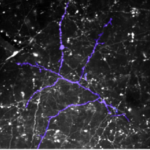 Single branching Nucleus Reuniens axon (highlighted in purple) in the CA1 region of the hippocampus.