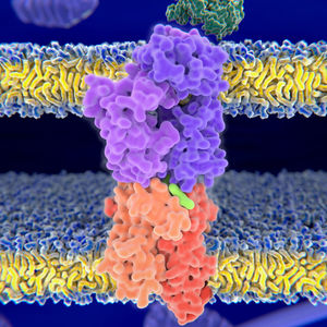 Tumor antigen