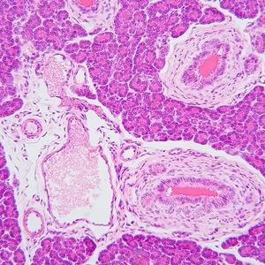 Pancreatic islet cells