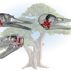 Bird and dinosaur skulls