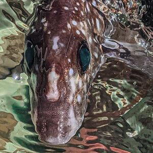 Chimaera
