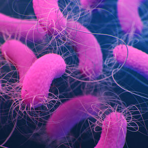 Pseudomonas aeruginosa