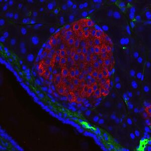 Mouse pancreatic islet cell
