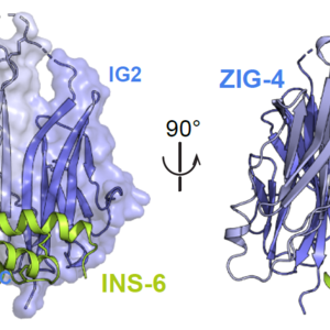 Cell surface receptors