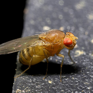 Fruit fly