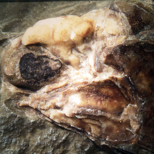 Trawdenia specimen