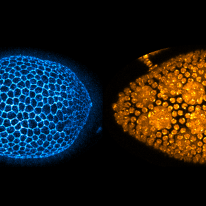 Egg chambers