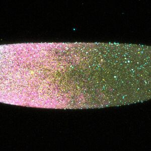 Moth fly embryo