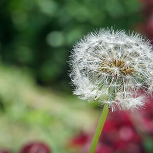 Dandelion