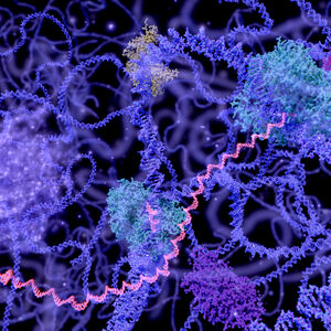 Illustration of the cell nucleus