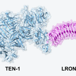 Illustration of the structure of two proteins