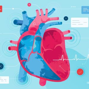 Illustration of a heart with annotations