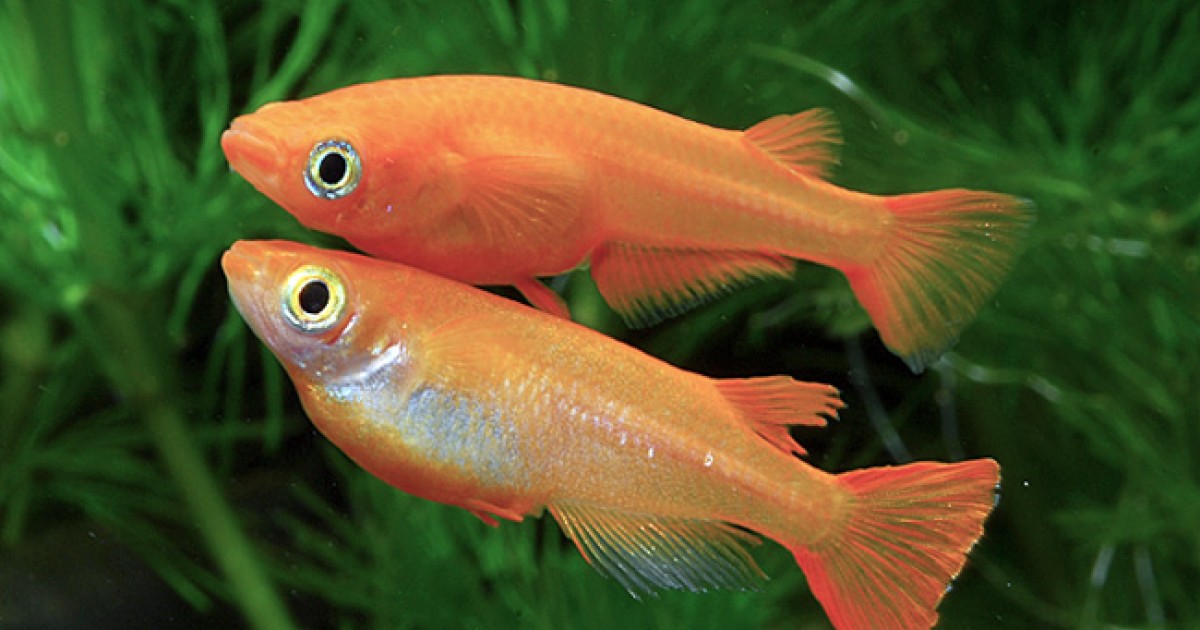 analysis uncovers shared evolutionary history of fish fins and