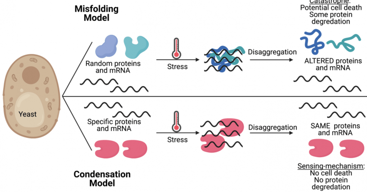 Answering the basic questions about how cells respond to heat ...
