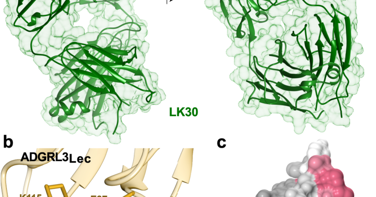 Synthetic antibodies help target crucial cellular proteins Biological